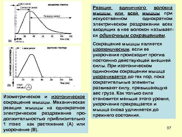 Реакция единичного волокна мышцы или всей мышцы при искусственном однократном электрическом раздражении всех входящих