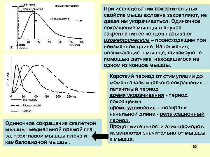 При исследовании сократительных свойств мышц волокна закрепляют, не давая им укорачиваться. Одиночное сокращение мышцы