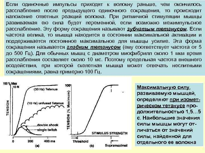 Если одиночные импульсы приходят к волокну раньше, чем окончилось расслабление после предыдущего одиночного сокращения,