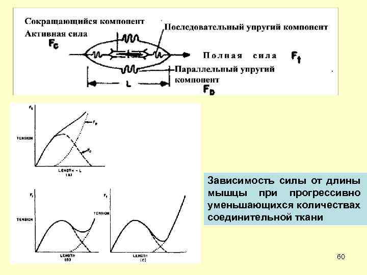 Зависимость силы от длины мышцы при прогрессивно уменьшающихся количествах соединительной ткани 60 