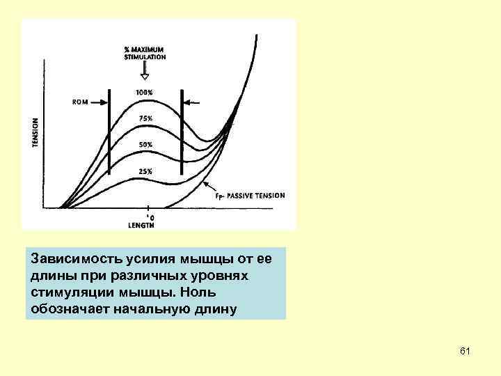 Зависимость усилия мышцы от ее длины при различных уровнях стимуляции мышцы. Ноль обозначает начальную