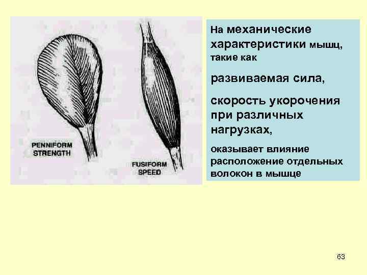 На механические характеристики мышц, такие как развиваемая сила, скорость укорочения при различных нагрузках, оказывает
