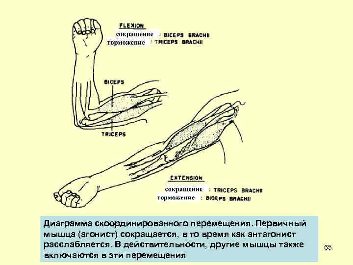 Диаграмма скоординированного перемещения. Первичный мышца (агонист) сокращается, в то время как антагонист расслабляется. В