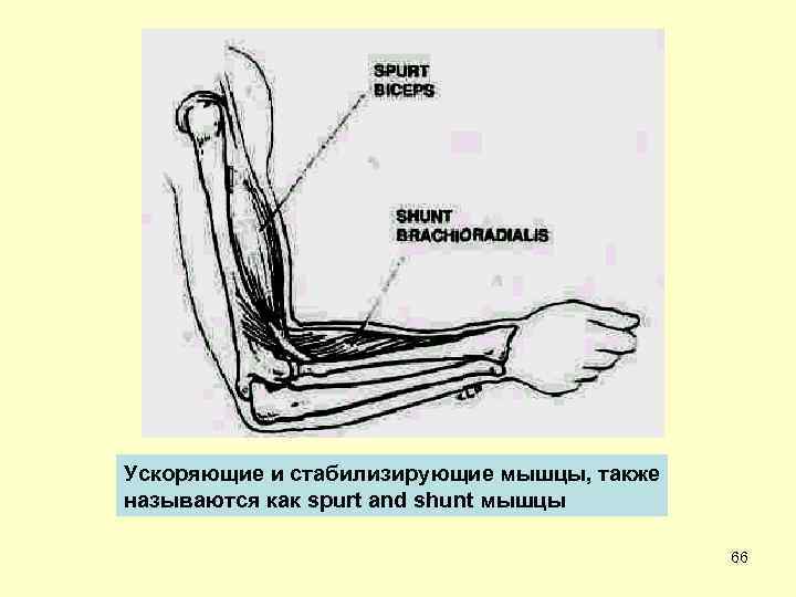 Ускоряющие и стабилизирующие мышцы, также называются как spurt and shunt мышцы 66 
