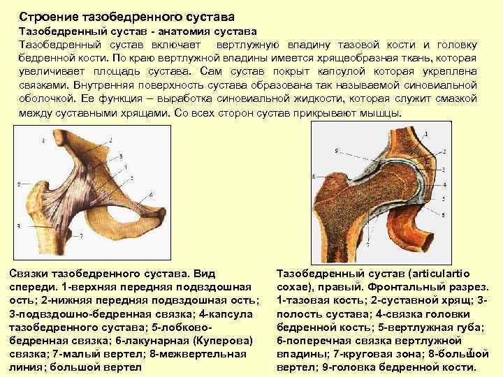 Фото тазобедренного сустава человека с описанием