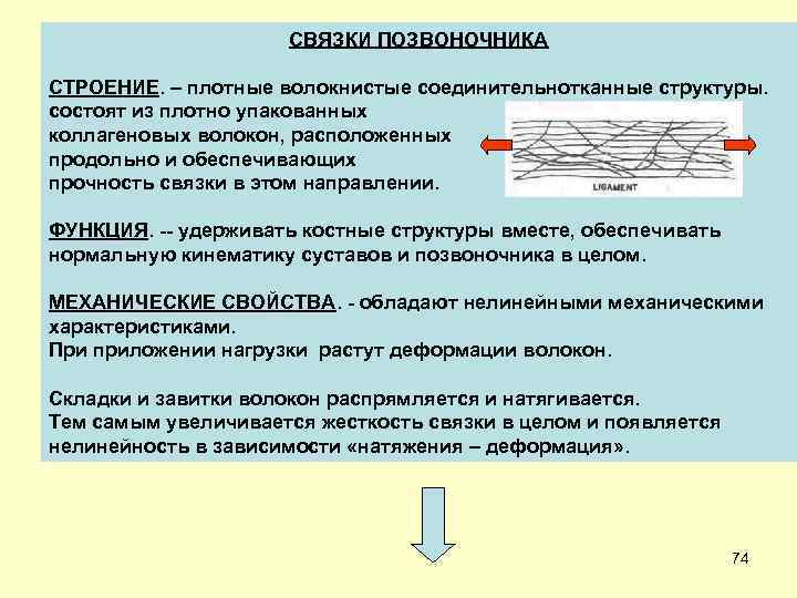 СВЯЗКИ ПОЗВОНОЧНИКА СТРОЕНИЕ. – плотные волокнистые соединительнотканные структуры. состоят из плотно упакованных коллагеновых волокон,