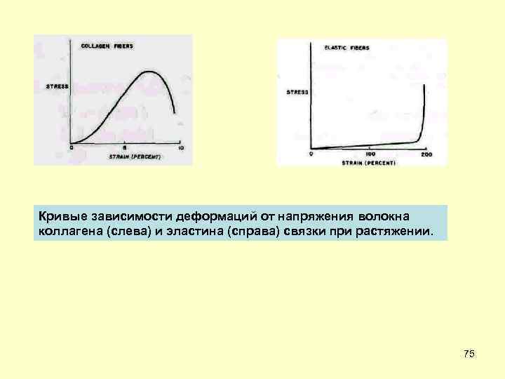 Кривые зависимости деформаций от напряжения волокна коллагена (слева) и эластина (справа) связки при растяжении.