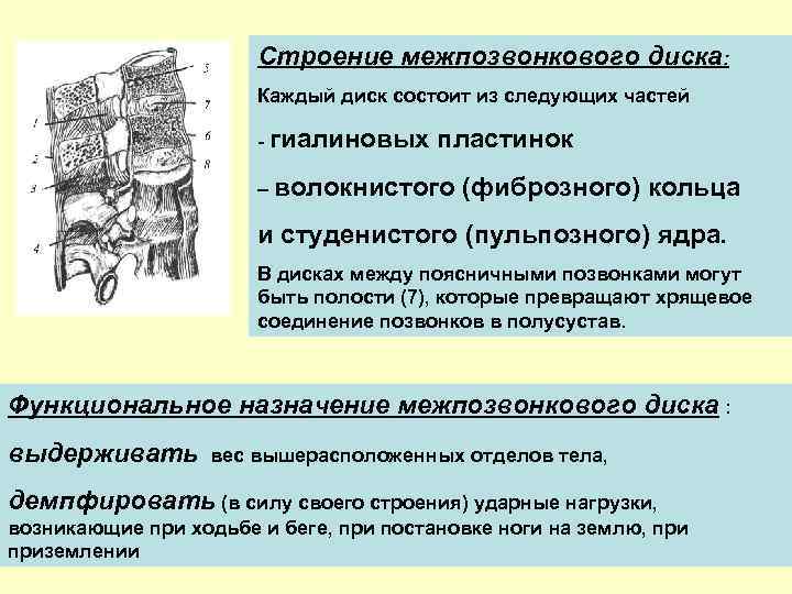 Строение межпозвонкового диска: Каждый диск состоит из следующих частей - гиалиновых пластинок – волокнистого