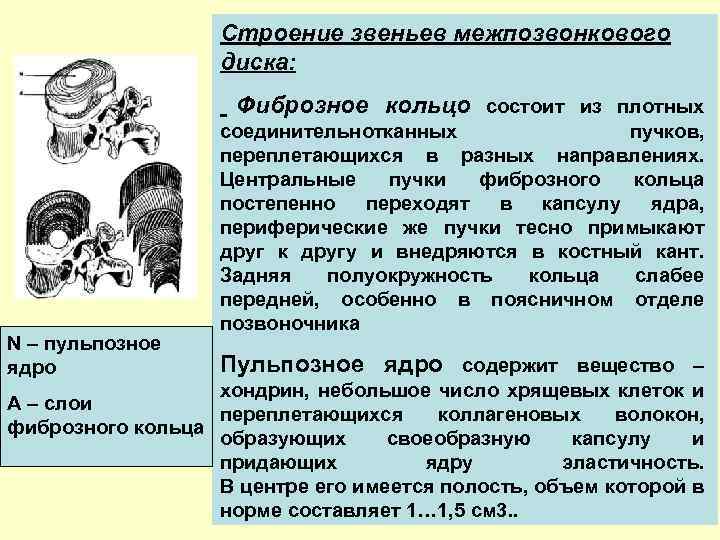 Строение звеньев межпозвонкового диска: Фиброзное кольцо состоит из плотных N – пульпозное ядро соединительнотканных