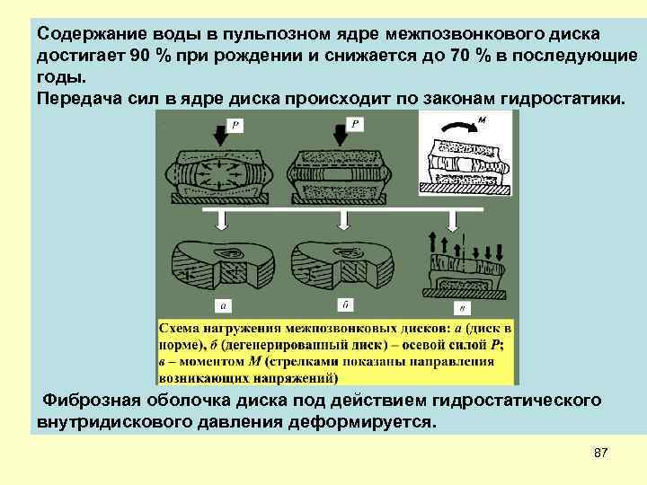 Содержание воды в пульпозном ядре межпозвонкового диска достигает 90 % при рождении и снижается