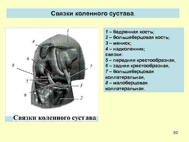 Связки коленного сустава. 1 – бедренная кость; 2 – большеберцовая кость; 3 – мениск;