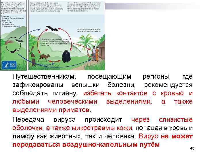 Путешественникам, посещающим регионы, где зафиксированы вспышки болезни, рекомендуется соблюдать гигиену, избегать контактов с кровью