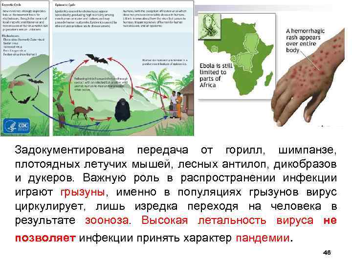Задокументирована передача от горилл, шимпанзе, плотоядных летучих мышей, лесных антилоп, дикобразов и дукеров. Важную