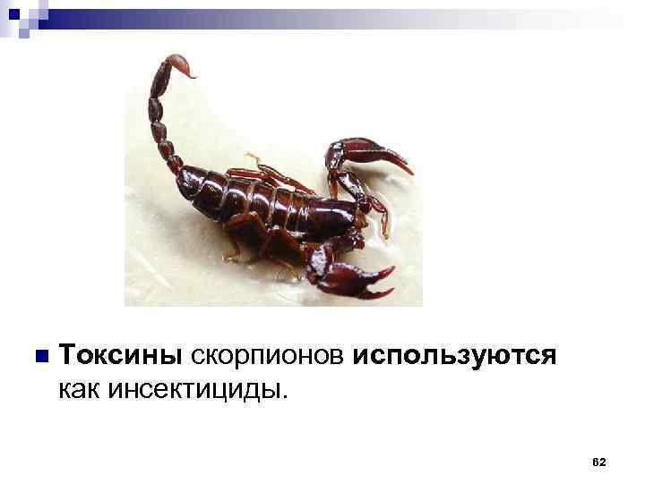 n Токсины скорпионов используются как инсектициды. 62 