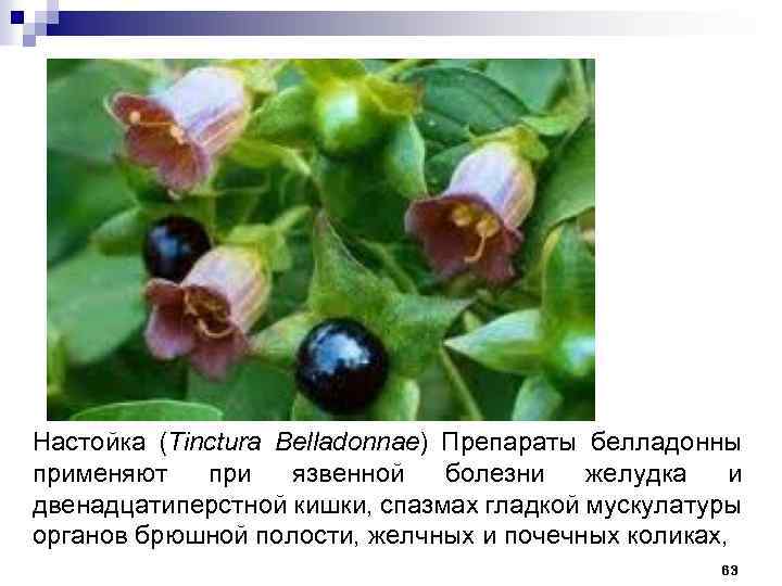 Настойка (Tinctura Belladonnae) Препараты белладонны применяют при язвенной болезни желудка и двенадцатиперстной кишки, спазмах