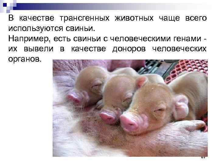 В качестве трансгенных животных чаще всего используются свиньи. Например, есть свиньи с человеческими генами