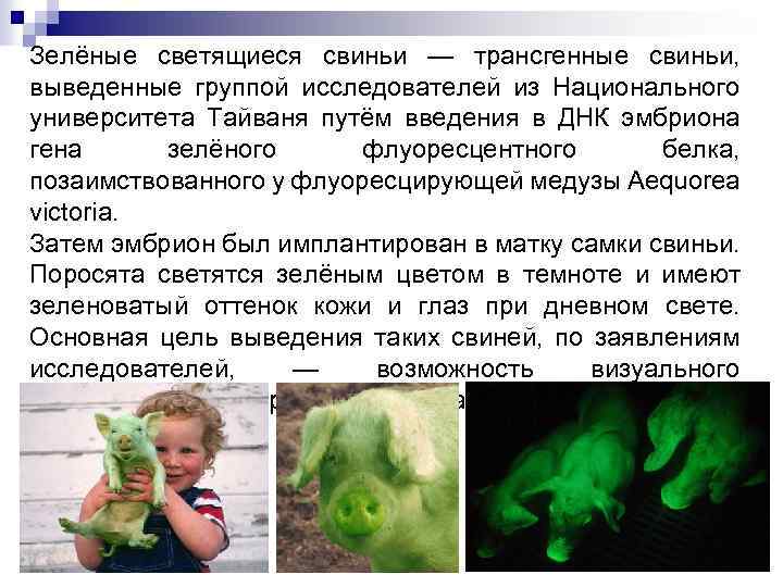 Зелёные светящиеся свиньи — трансгенные свиньи, выведенные группой исследователей из Национального университета Тайваня путём
