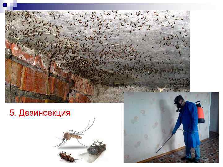 5. Дезинсекция 81 