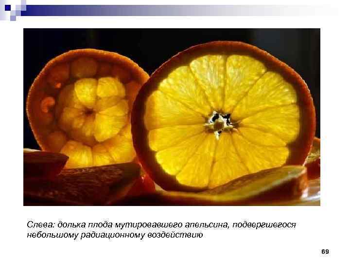 Слева: долька плода мутировавшего апельсина, подвергшегося небольшому радиационному воздействию 69 