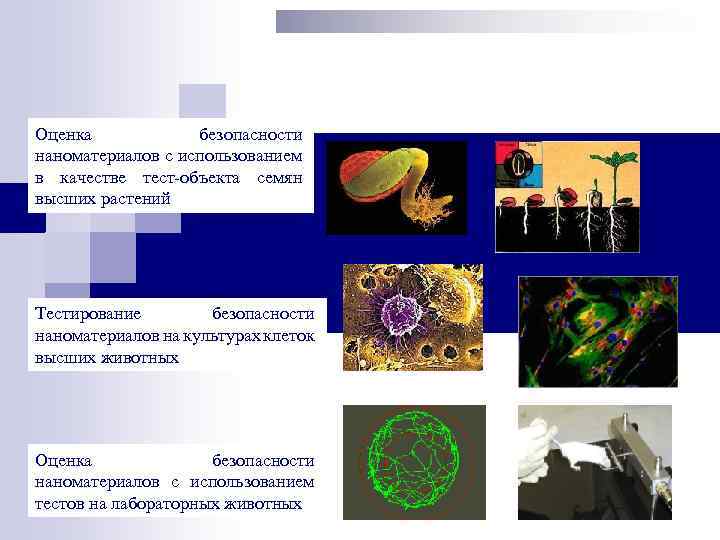 Оценка безопасности наноматериалов с использованием в качестве тест-объекта семян высших растений Тестирование безопасности наноматериалов
