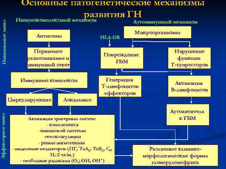 Инициальное звено Основные патогенетические механизмы развития ГН Иммунокомплексный механизм Аутоиммунный механизм Антигены HLA-DR Первичное
