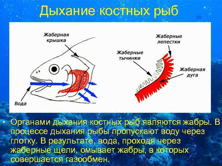 Дыхание костных рыб • Органами дыхания костных рыб являются жабры. В процессе дыхания рыбы