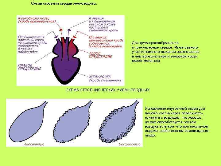 Схема строения сердца земноводных. Два круга кровообращения и трехкамерное сердце. Из-за разного участия кожного