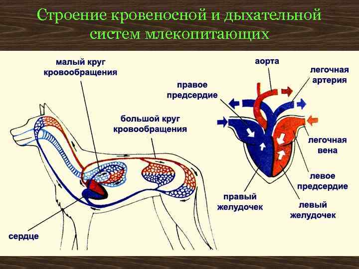 Строение кровеносной и дыхательной систем млекопитающих 