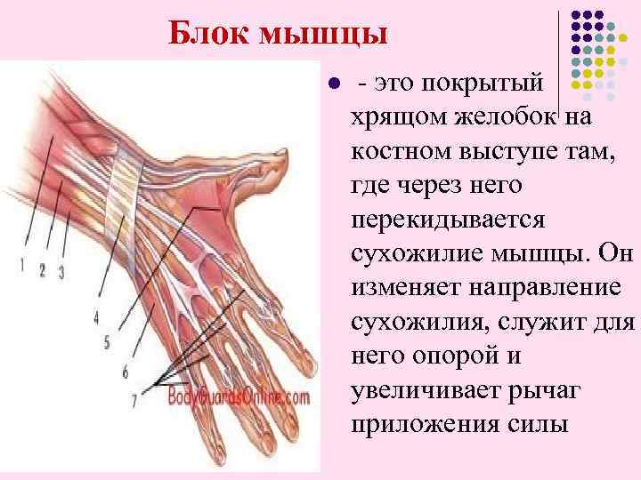 Блок мышцы l - это покрытый хрящом желобок на костном выступе там, где через