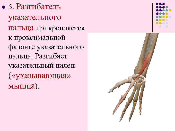 l 5. Разгибатель указательного пальца прикрепляется к проксимальной фаланге указательного пальца. Разгибает указательный палец