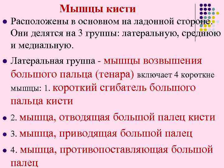 Мышцы кисти l Расположены в основном на ладонной стороне. Они делятся на 3 группы: