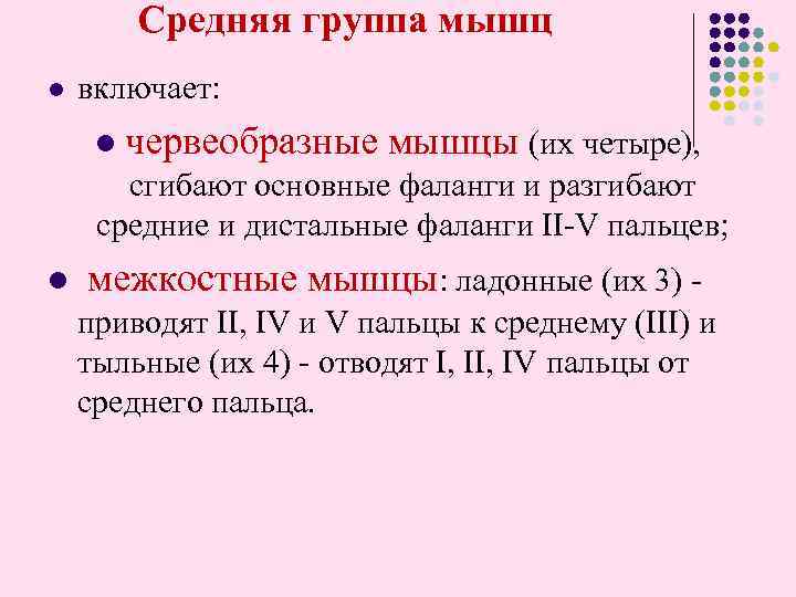 Средняя группа мышц l включает: l червеобразные мышцы (их четыре), сгибают основные фаланги и