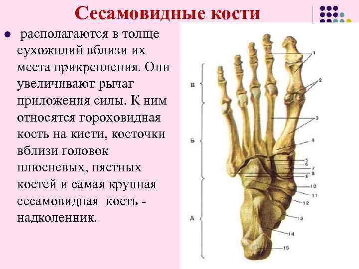  Сесамовидные кости l располагаются в толще сухожилий вблизи их места прикрепления. Они увеличивают