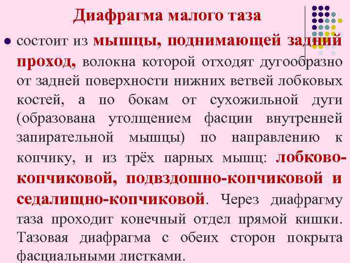  Диафрагма малого таза l состоит из мышцы, поднимающей задний проход, волокна которой отходят