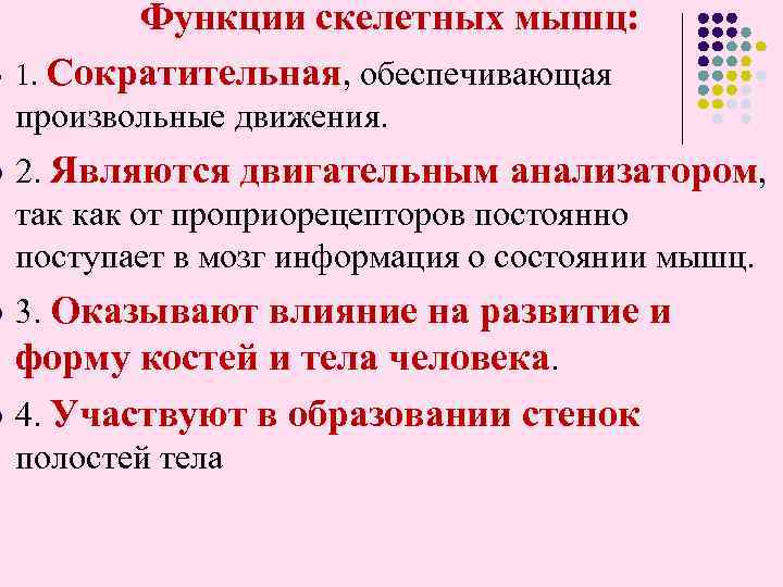 l l Функции скелетных мышц: 1. Сократительная, обеспечивающая произвольные движения. 2. Являются двигательным анализатором,