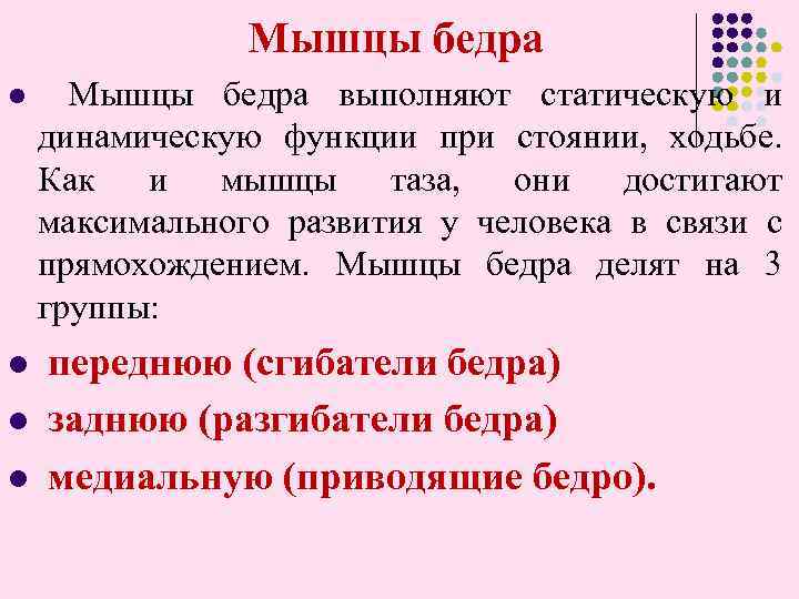  Мышцы бедра l Мышцы бедра выполняют статическую и динамическую функции при стоянии, ходьбе.