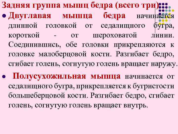 Задняя группа мышц бедра (всего три) l Двуглавая мышца бедра начинается длинной головкой от