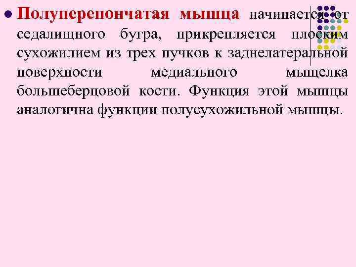 l Полуперепончатая мышца начинается от седалищного бугра, прикрепляется плоским сухожилием из трех пучков к