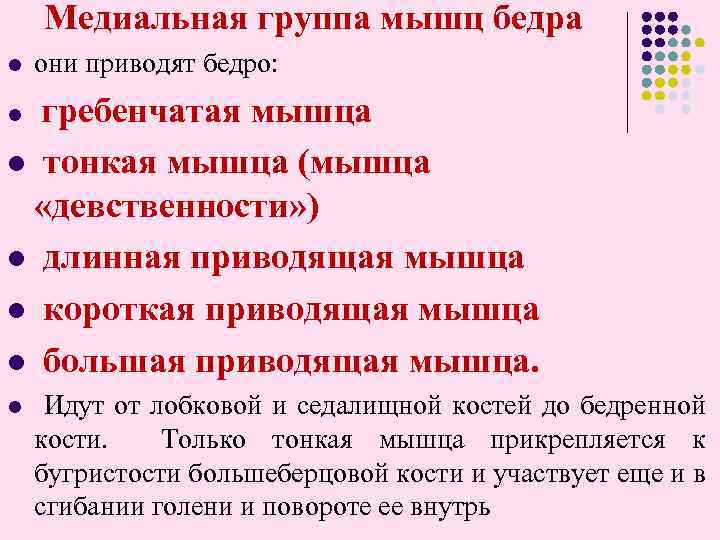 Медиальная группа мышц бедра l они приводят бедро: l гребенчатая мышца тонкая мышца (мышца