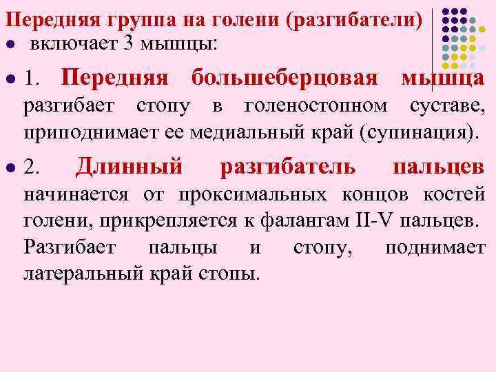 Передняя группа на голени (разгибатели) l включает 3 мышцы: l l 1. Передняя большеберцовая