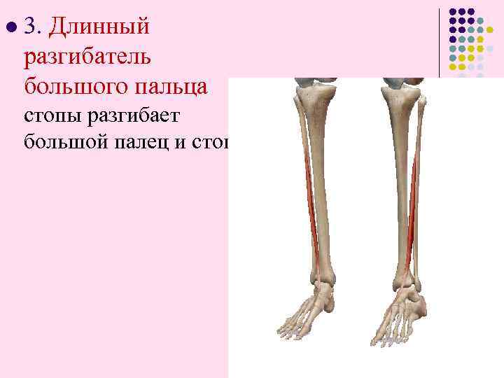 l 3. Длинный разгибатель большого пальца стопы разгибает большой палец и стопу. 