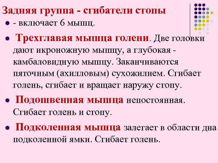 Задняя группа - сгибатели стопы l l - включает 6 мышц. Трехглавая мышца голени.