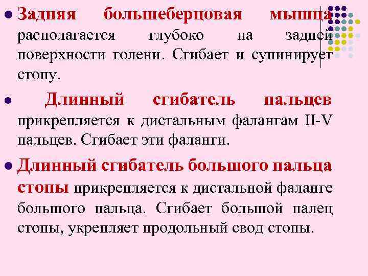 l Задняя большеберцовая мышца располагается глубоко на задней поверхности голени. Сгибает и супинирует стопу.