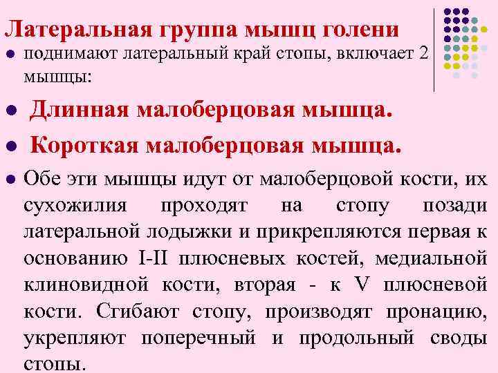 Латеральная группа мышц голени l поднимают латеральный край стопы, включает 2 мышцы: Длинная малоберцовая