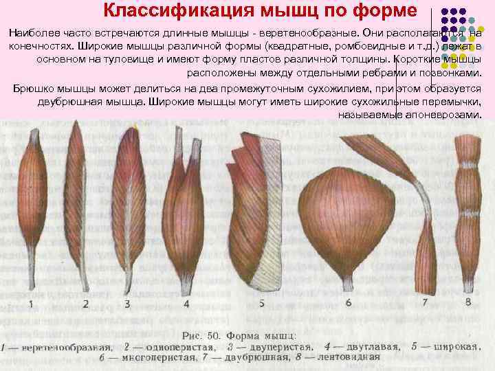 Классификация мышц по форме Наиболее часто встречаются длинные мышцы - веретенообразные. Они располагаются на