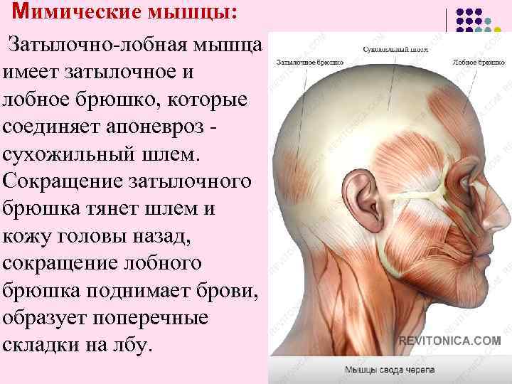 Мимические мышцы: Затылочно-лобная мышца имеет затылочное и лобное брюшко, которые соединяет апоневроз - сухожильный