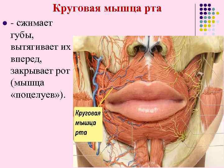  Круговая мышца рта l - сжимает губы, вытягивает их вперед, закрывает рот (мышца