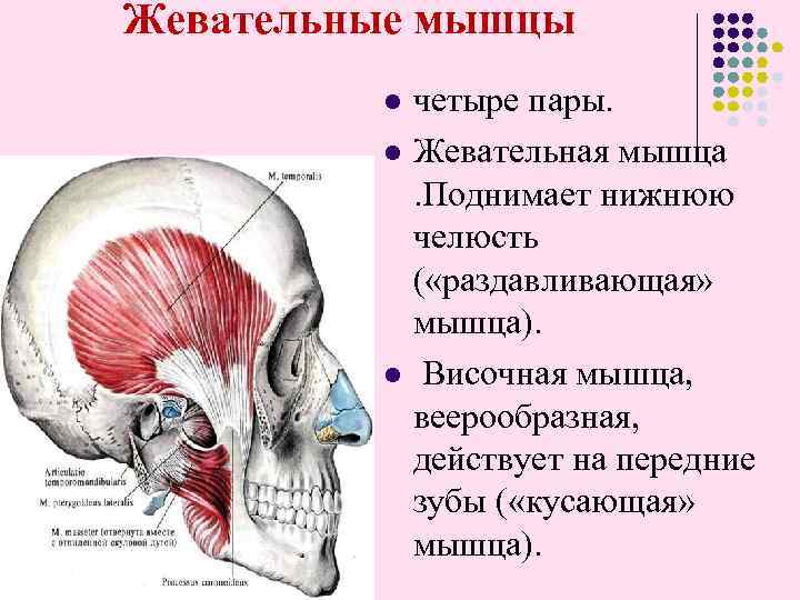 Жевательные мышцы l l l четыре пары. Жевательная мышца . Поднимает нижнюю челюсть (