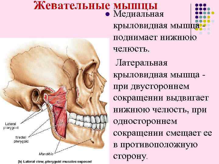 Жевательные мышцы l l Медиальная крыловидная мышца - поднимает нижнюю челюсть. Латеральная крыловидная мышца