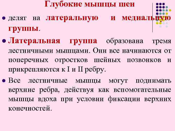 Глубокие мышцы шеи l делят на латеральную и медиальную группы. l Латеральная группа образована